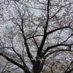 今年もできた（＾＾）